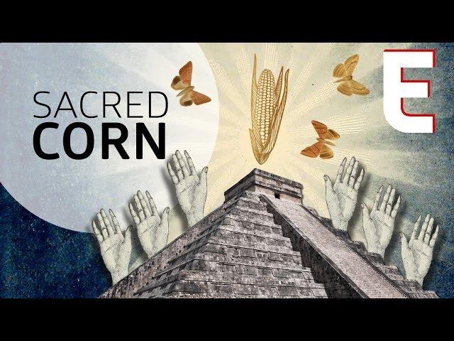 Why Corn is The Most Sacred Crop — Forklore