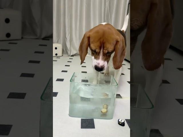 It's too difficult to eat something Beagle Underwater treasure hunt New skills get