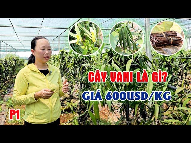 Khám Phá Mô Hình Trồng Cây Vani – Cây Gia Vị Quý Giá Và Đắt Đỏ Đến Từ Vùng Nhiệt Đới P1 || LamNongTV