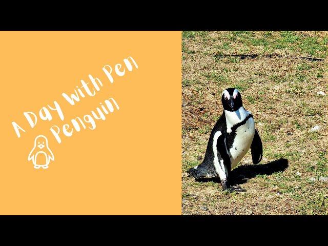 A Day With Pen Penguin