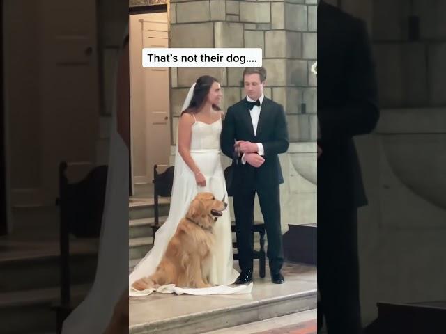 Special guests at the wedding #usa #funny #funnyvideos #wedding #baby #dog