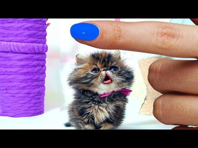 Story about Smallest rescued Fluffy KITTEN! Building the most Amazing house for cats