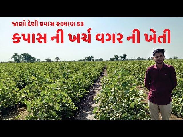 કપાસ ની ખર્ચ વગર ની ખેતી / KAMA Organic Farming