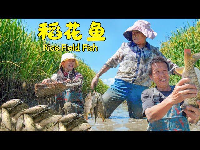 Axia and mom went to catch fish growing in the rice fields to bring home for a feast!【叫我阿霞Channel】