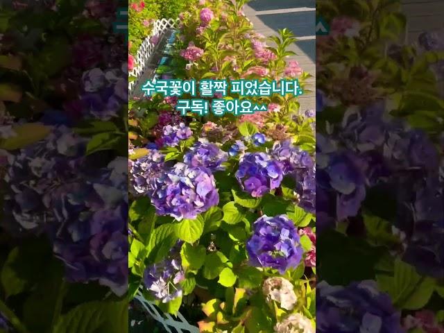 6월에는 수국과 장미 #불암산#수국장미정원