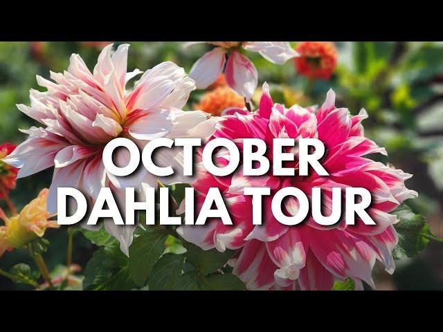  October Dahlia Tour / What We Grew This Year & What's Still Blooming