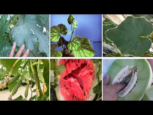 Problems and Solutions For Cucurbits (Cucumber, Melon, Watermelon, Squash plants)