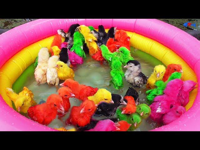 Hens Chicks Swimming Pools Kids Cleaning Legs of Colour Chick Video | Hen Videos