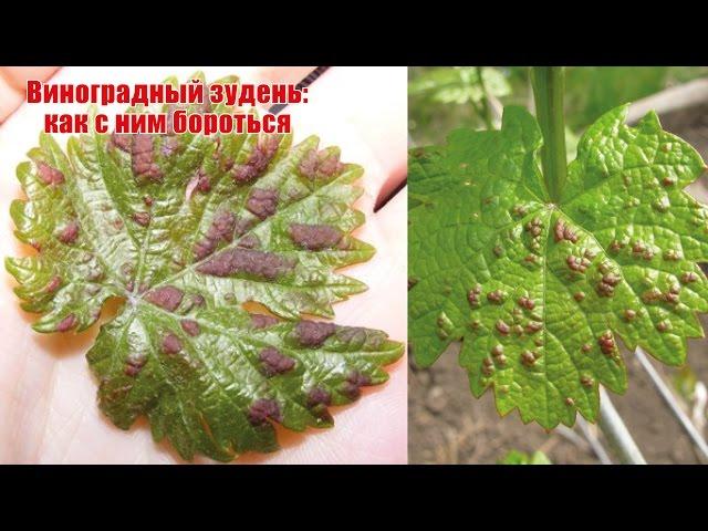 Виноградный зудень как с ним бороться