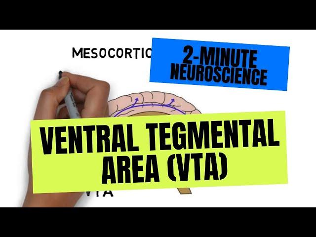 2-Minute Neuroscience: Ventral Tegmental Area (VTA)