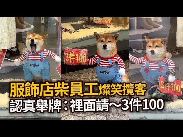 服飾店「柴員工」燦笑攬客認真舉牌：裡面請～3件100Shiba Inu dog captivates shoppers at Chinese clothing store｜寵物動物｜看新聞