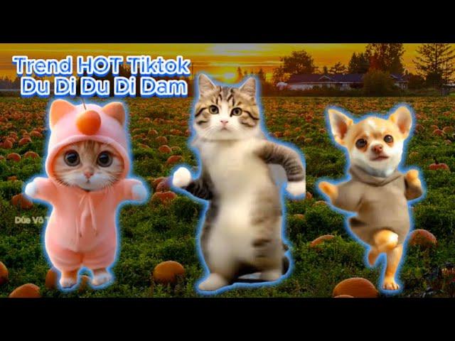 Trend Mèo nhảy DUDI DUDI DAM Hot nhất #catdance #cat #dudidam #trending #mèonhảycónhạc