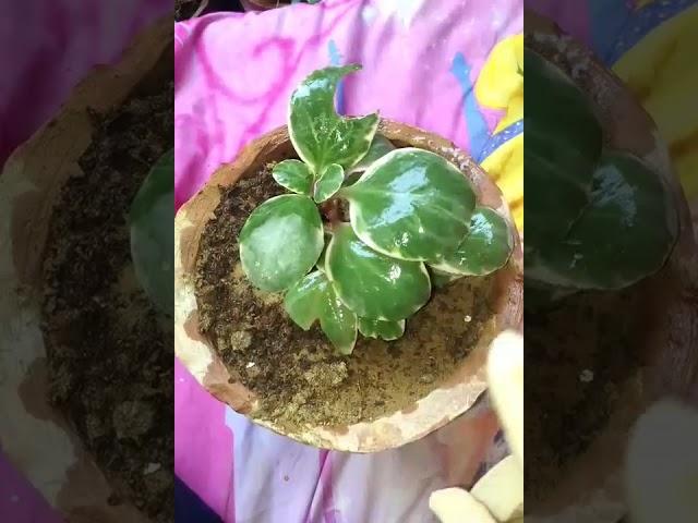 CRASSULA plant ️ کرسولا پلانٹ it's amazing ',lucky, money plant ️