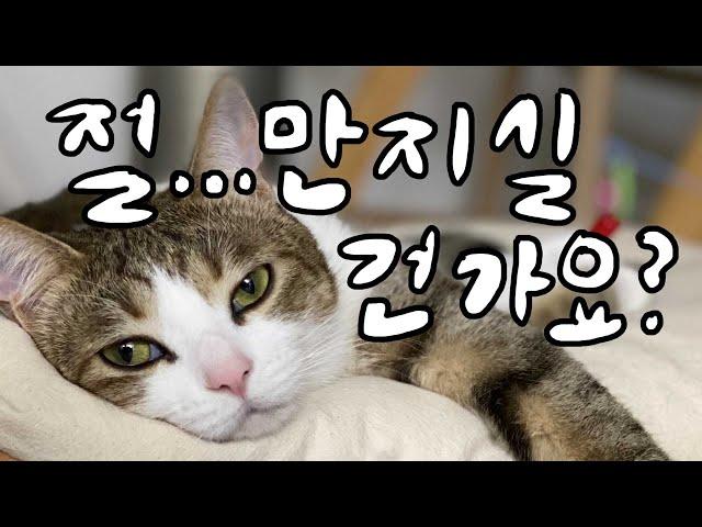 sub) Three ways to touch and not to touch a cat