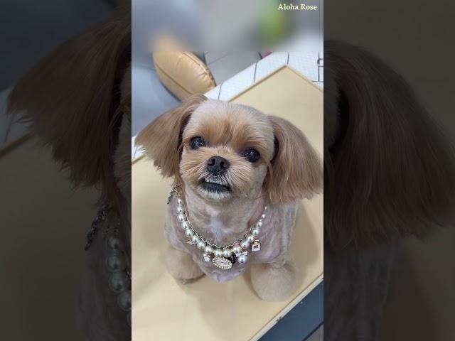 귀요미 말티푸 공듀 미용했어요 #shorts #강아지 #강아지미용 #말티푸