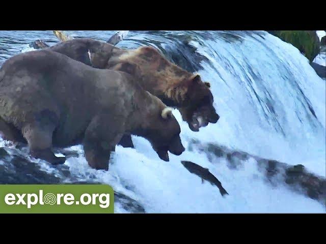 Katmai Bear Fishing Styles