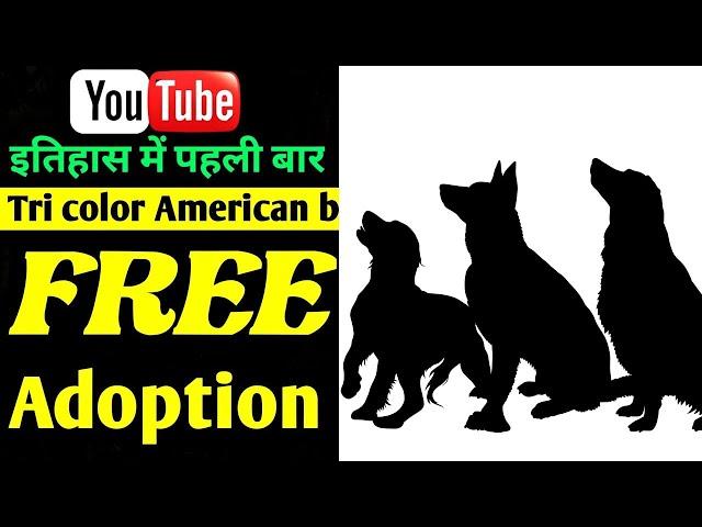 Free adoption dogs | cheapest dog market in India | 2024 | By Dogsbreedofficial |