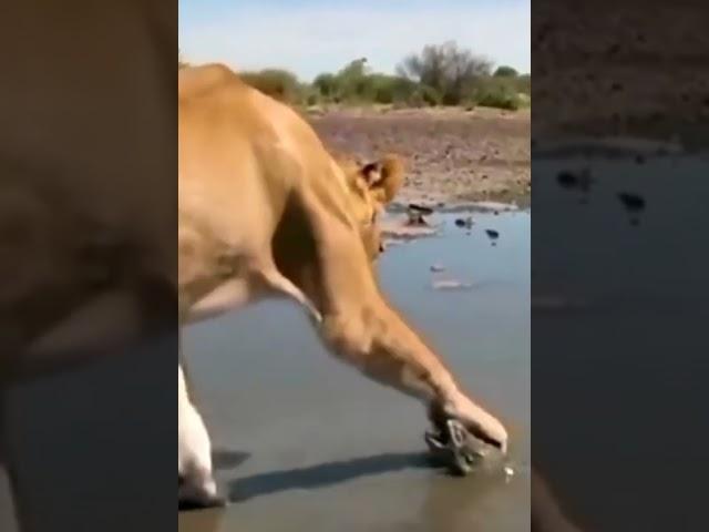 African bull frog vs Lion #short