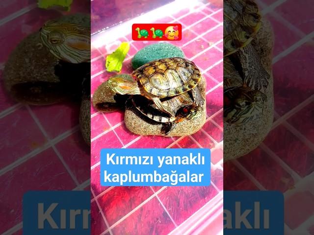 Kırmızı Yanaklı Ninjalar  #turtles #kaplumbağalar