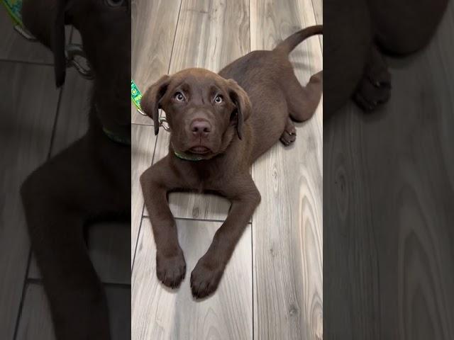 Me? Obsessed with you! #puppylove #chocolatelab #chocolatelabrador #chocolatelabpuppy #viralshorts