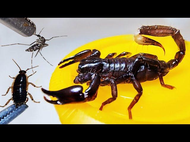 Let's shoot scorpion stingers at mosquitoes and cockroaches. What will the result be?