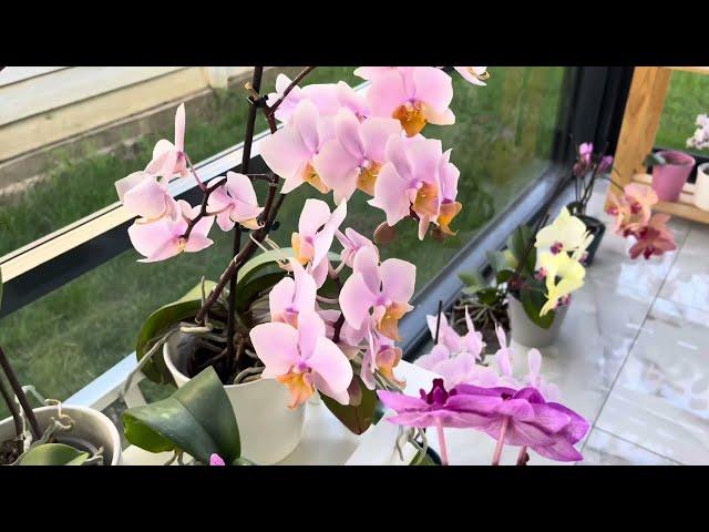 Where do I grow my orchids! My abundant flowering orchids