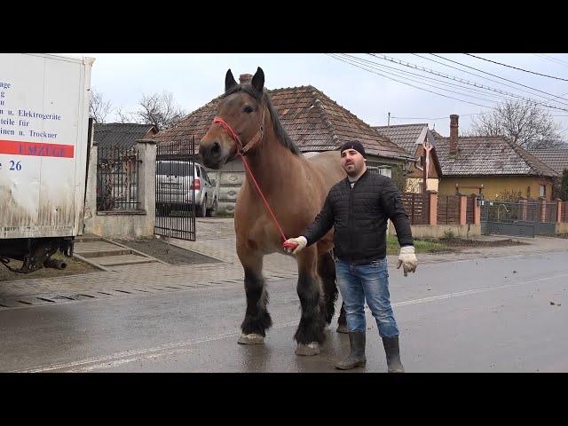 Caii lui Sile Roman de la Iclod, Cluj - 2024 Nou!!!