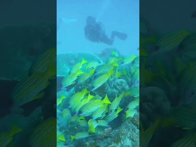 Best Scuba Diving Experience | Reality Of Scuba Diving | #scubadiving #sealife #adventure #trending