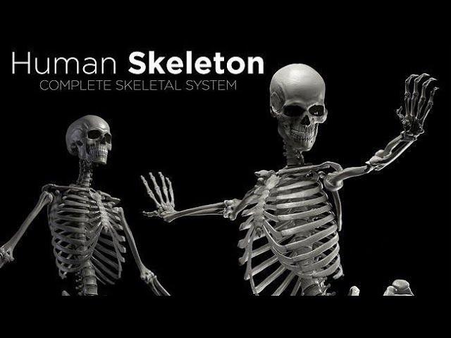 The Skeletal System | HUMAN SKELETON | DR. BYSON EM