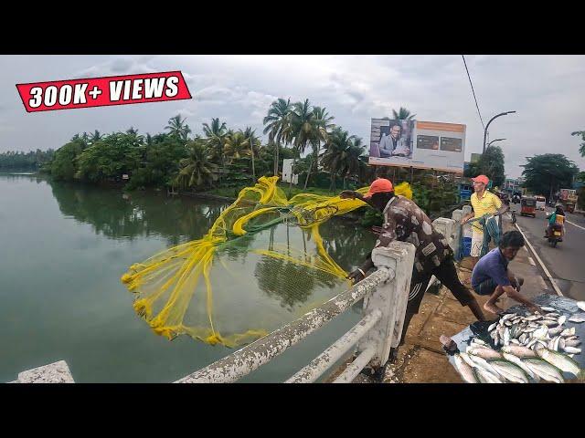 Amazing !! Cast Net Fishing on the Bridge: Fresh Fish for Sale, Rain or Shine!