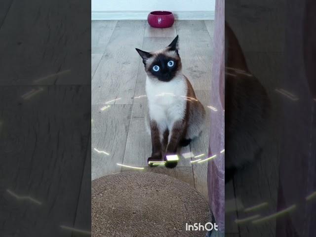 Ладушка инопланетянка #catsvidio #cat #видосыоткота #ладушка #котики #кот