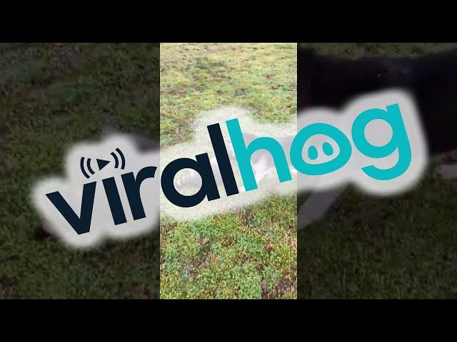 Rescued Raccoon Plays with Dog || ViralHog