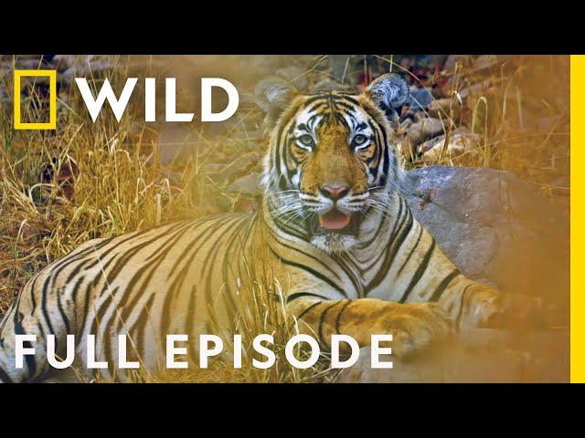 The Mystery of India's Elusive Big Cats (Full Episode) | Big Cat Kingdom