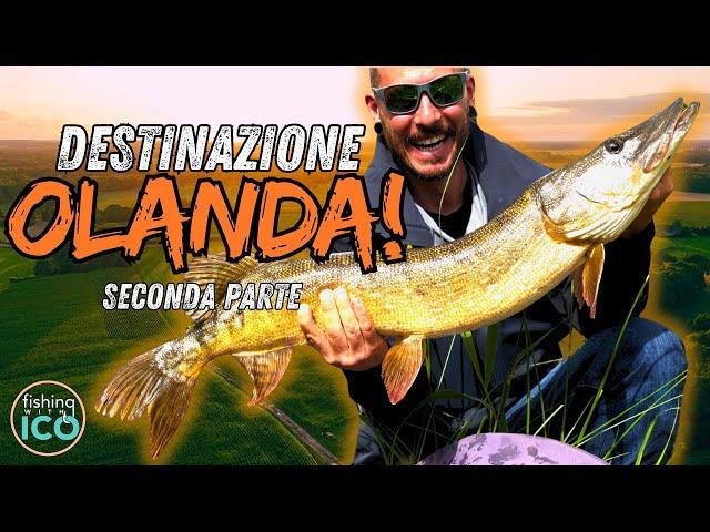 COCCODRILLI, VAMPIRI e TIGROTTI! Una SETTIMANA di PESCA ai PREDATORI OLANDESI (Seconda Parte) [4K]