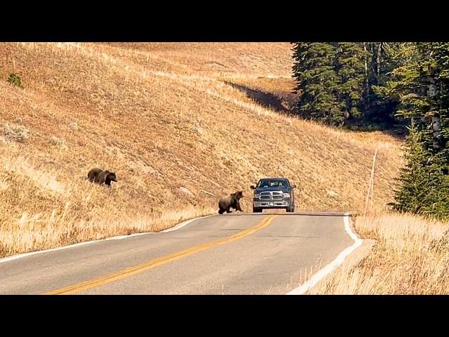 4 Grizzly Bears Spotted In Beartooth Pass | Close Call With A Truck