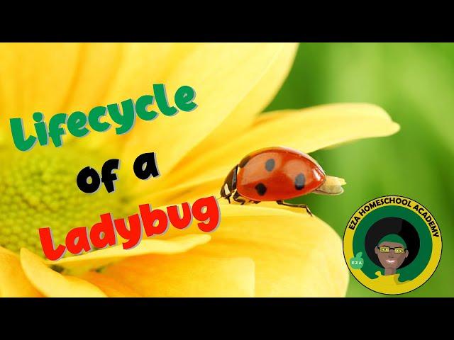 Ladybug Life Cycle | All about Ladybugs