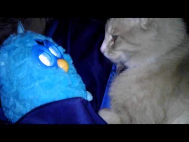 max the cat doesn't like the new Furby