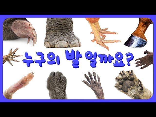 누구의 발일까요? | 30종 동물 발 맞추기 | 동물퀴즈 | 어린이 관찰퀴즈