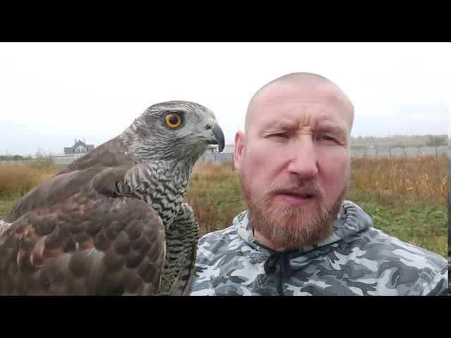 Как отличить #Ястреб Тетеревятник от ястреба #Перееелятник  Обзор #хищныептицы 