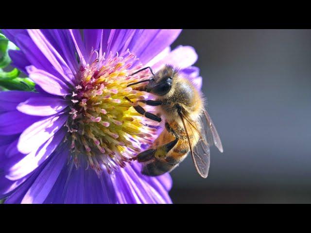 100 seconds of Insects on Aster flowers - UHD 4K