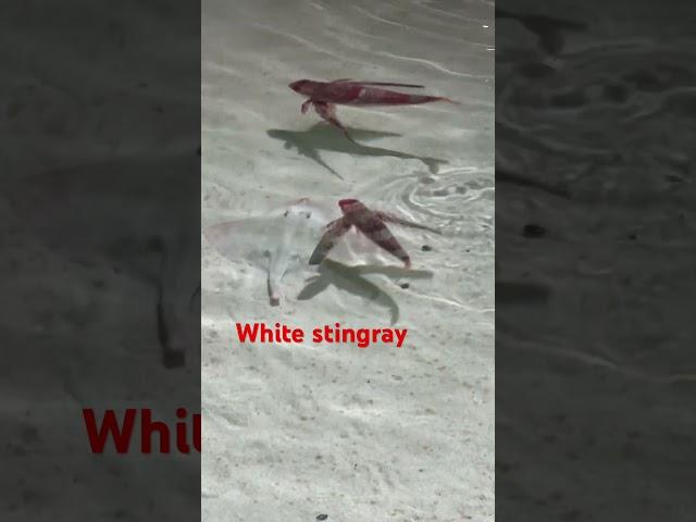 #Stingray fish variety#Super viral video#shorts