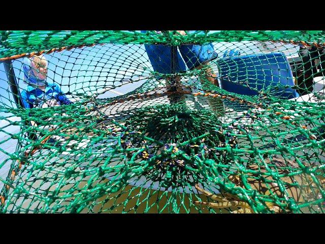 Mud Crabbing Townsville 3 weeks after flooding, Lots of crabs around. GoPro in Crab Pot Test