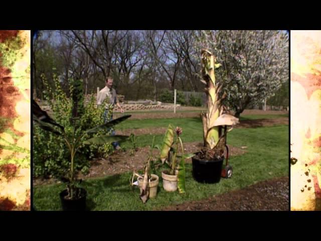 Overwintering Bananas