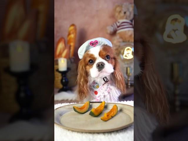 Ximai Puppy Likes to Eat Delicious Food - Team Puppies - Cute pet ep80 - #puppies #puppy #dog #cute