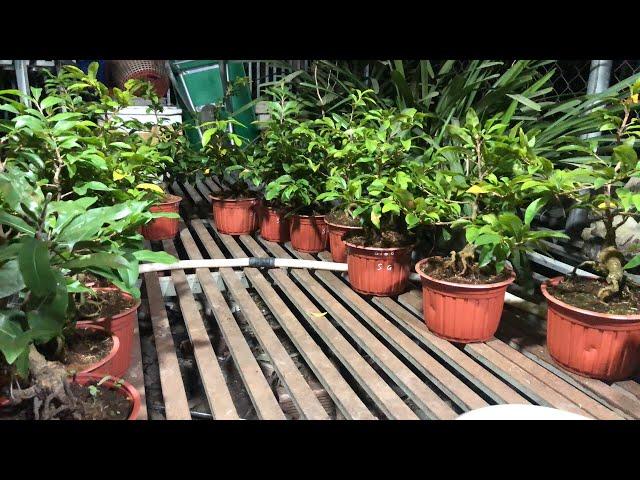 Siêu Bông Sài Gòn Bonsai Góc Đẹp Chơi Tết Giá Rẻ 26/11/2024 ĐT 0918970606