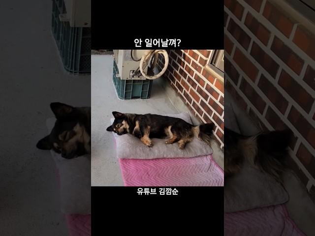아 5분만요 #shorts