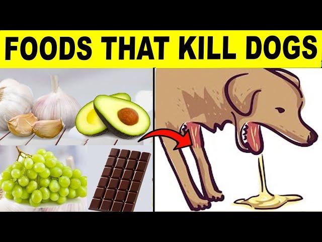 22 Common Foods That Will Kill Your Dog