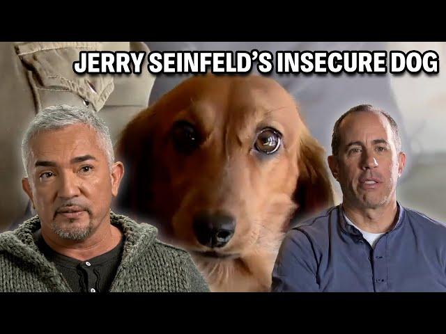 Jerry Seinfeld Has Dog Problems! | Cesar 911 Season 3, Ep. 4 - Part 1