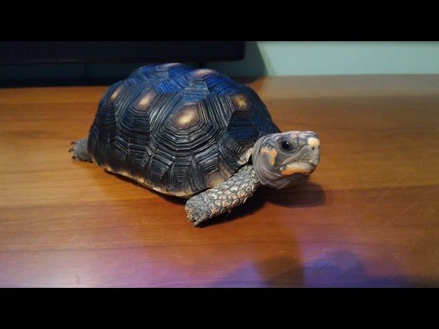 紅腿象龜red foot tortoise│猩巴達