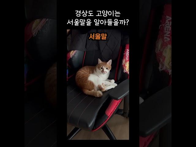 경상도 고양이는 다 알아 듣는다. #shorts #cat #고양이 #시트콤